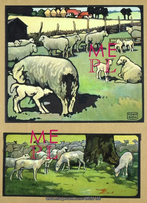  : Sheep and lambs