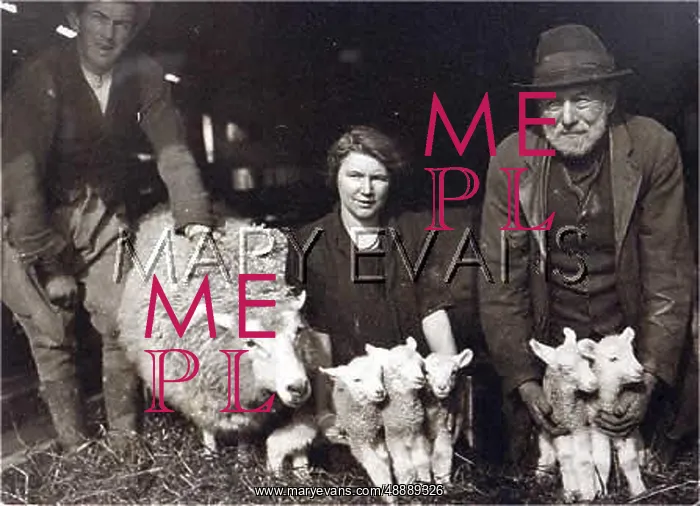  : SHEEP AND LAMBS