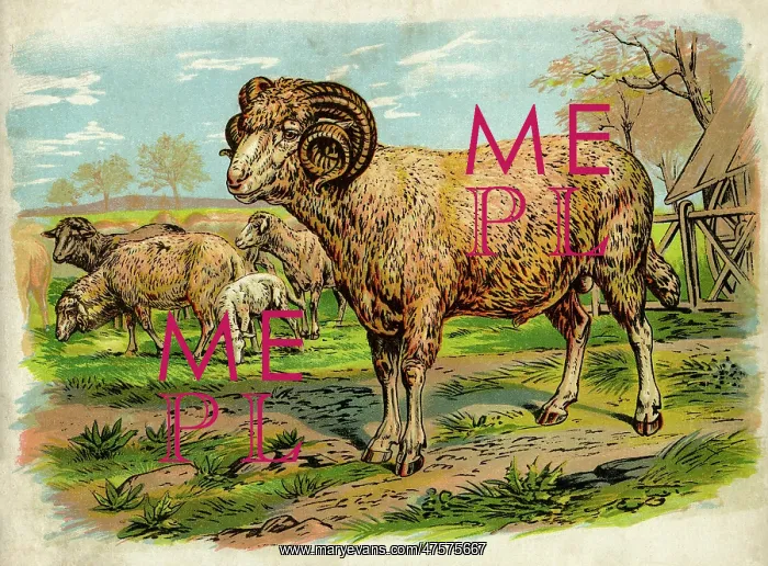 : Sheep and lambs in a field : Sheep and lambs in a field