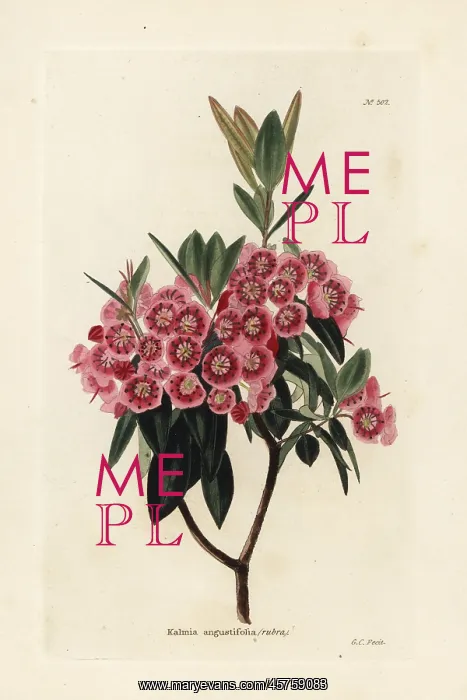 : Sheep laurel, Kalmia angustifolia : Sheep laurel, Kalmia angustifolia