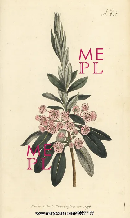 : Sheep laurel, Kalmia angustifolia : Sheep laurel, Kalmia angustifolia