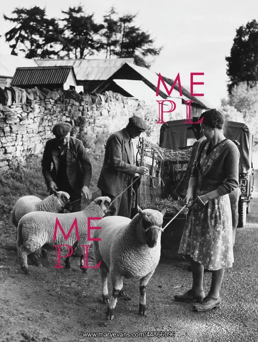 : SHEEP ON LEADS : SHEEP ON LEADS