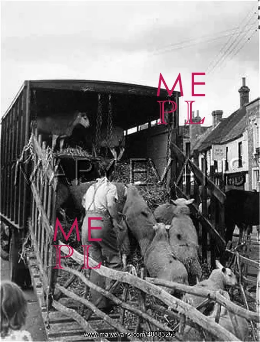 : SHEEP LOADED AT MARKET : SHEEP LOADED AT MARKET