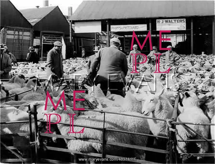 : SHEEP MARKET : SHEEP MARKET