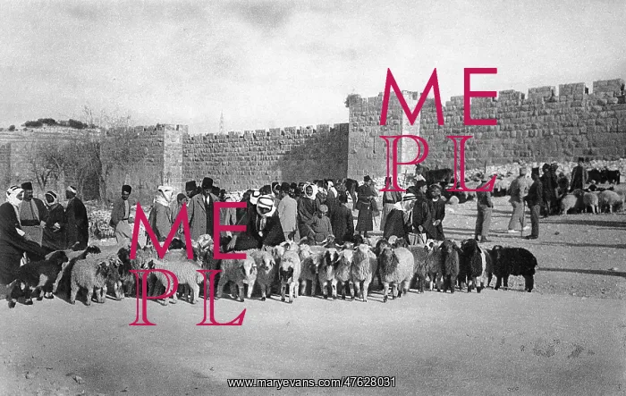 : Sheep market at Herod's Gate, Jerusalem : Sheep market at Herod's Gate, Jerusalem
