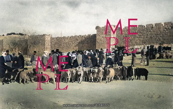 : Sheep market at Herod's Gate, Jerusalem : Sheep market at Herod's Gate, Jerusalem