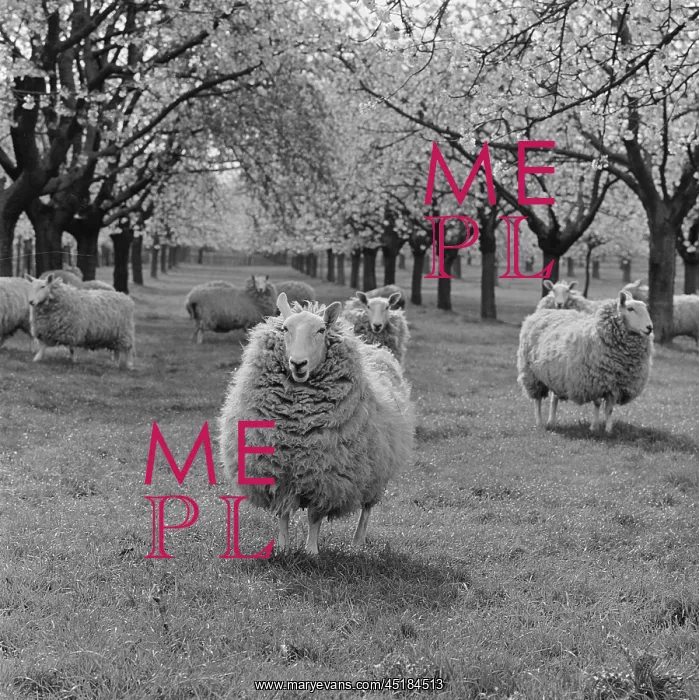 : Sheep In An Orchard : Sheep In An Orchard