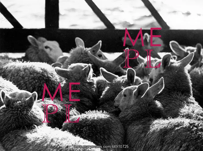  : Sheep penned in on boat to Shetland
