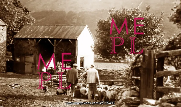  : Sheep penning in Buttermere, lake District