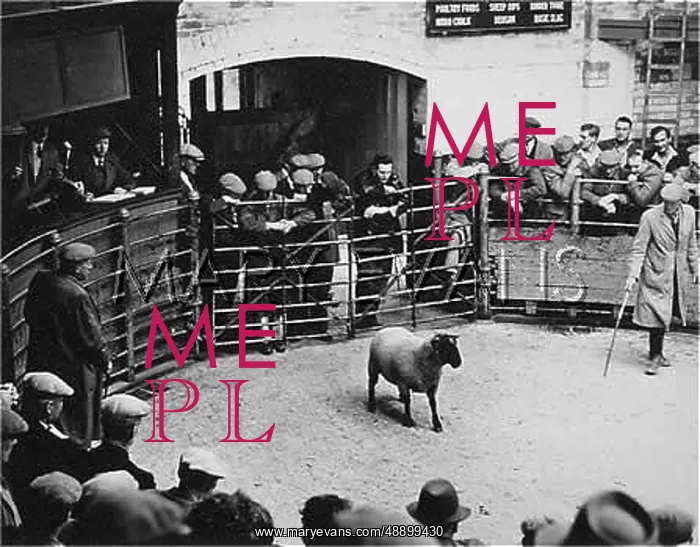 : SHEEP SALE 1950S : SHEEP SALE 1950S