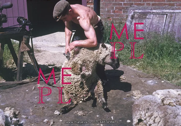 : SHEEP SHEARING : SHEEP SHEARING