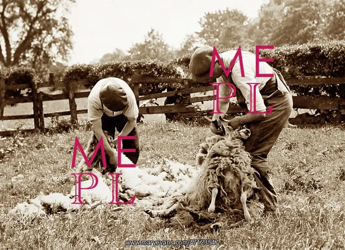  : Sheep shearing
