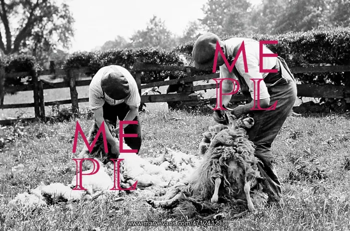  : Sheep shearing