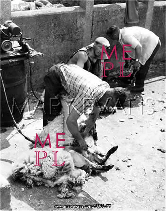  : SHEEP SHEARING