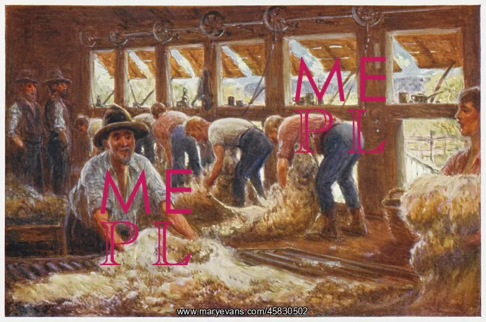  : Sheep Shearing in Australia