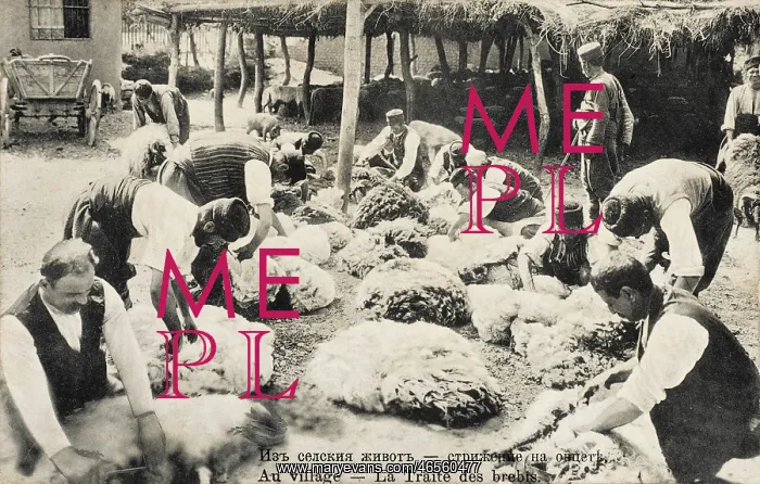 : Sheep Shearing in Bulgaria : Sheep Shearing in Bulgaria