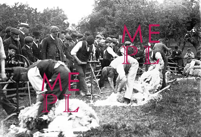  : Sheep shearing early 1900s