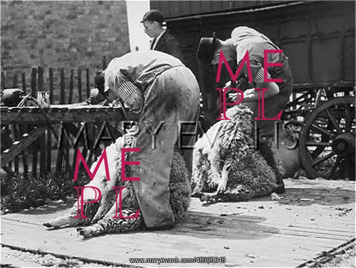  : SHEEP SHEARING / KENT
