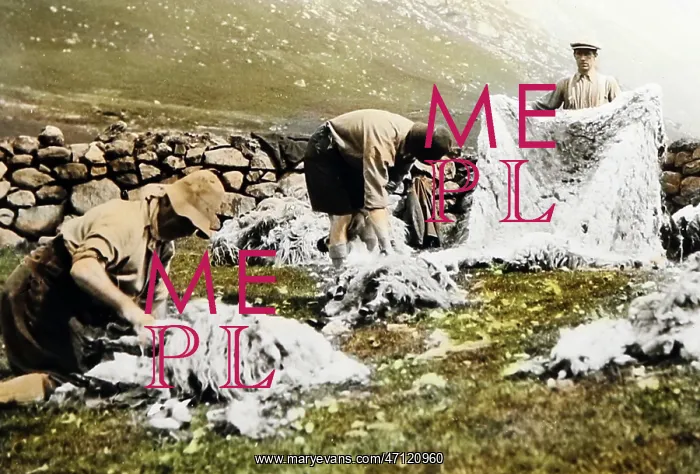  : Sheep shearing, Scottish Highlands, probably 1930s