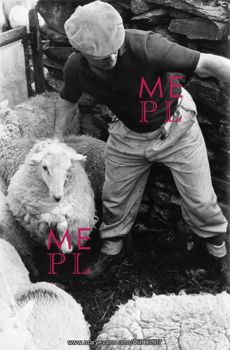 : Sheep shearing in Snowdonia, Wales : Sheep shearing in Snowdonia, Wales
