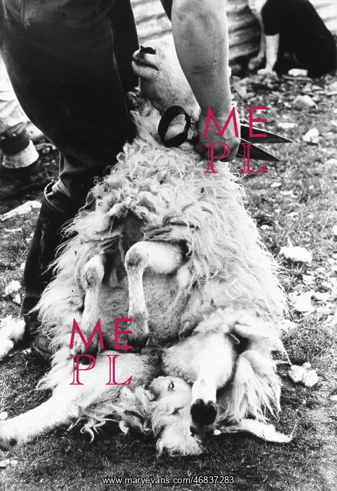 : Sheep shearing in Snowdonia, Wales : Sheep shearing in Snowdonia, Wales