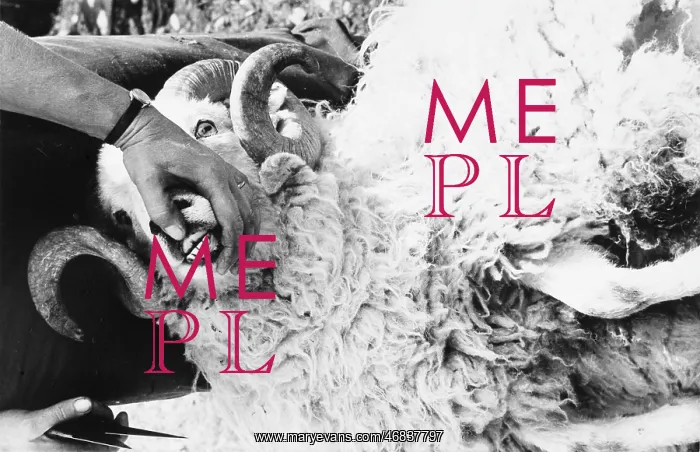 : Sheep shearing in Snowdonia, Wales : Sheep shearing in Snowdonia, Wales