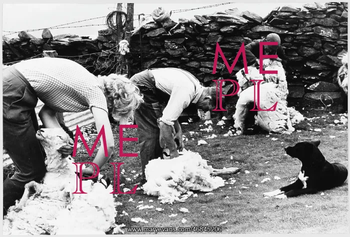 : Sheep shearing, Snowdonia, Wales : Sheep shearing, Snowdonia, Wales