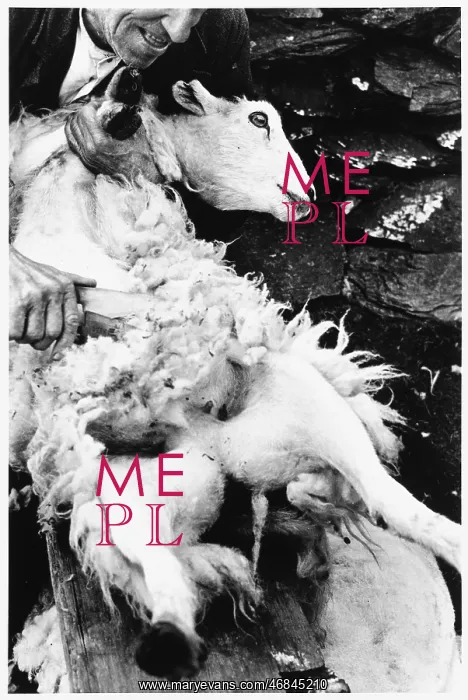 : Sheep shearing, Snowdonia, Wales : Sheep shearing, Snowdonia, Wales