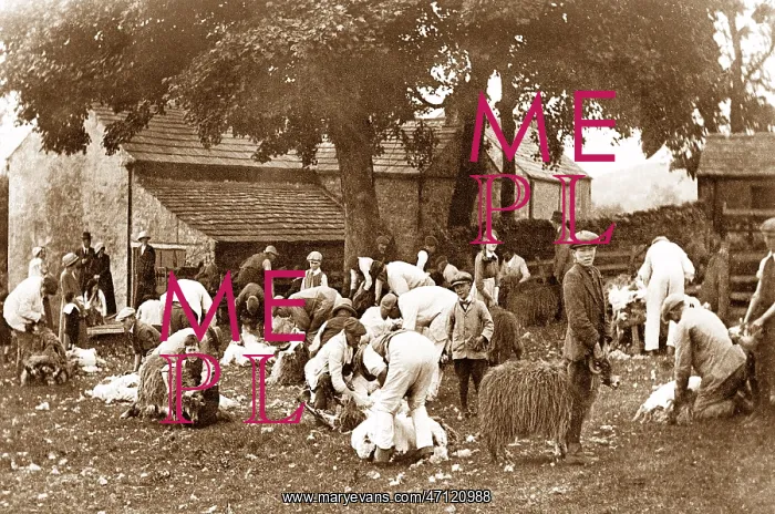  : Sheep shearing in Stanhope