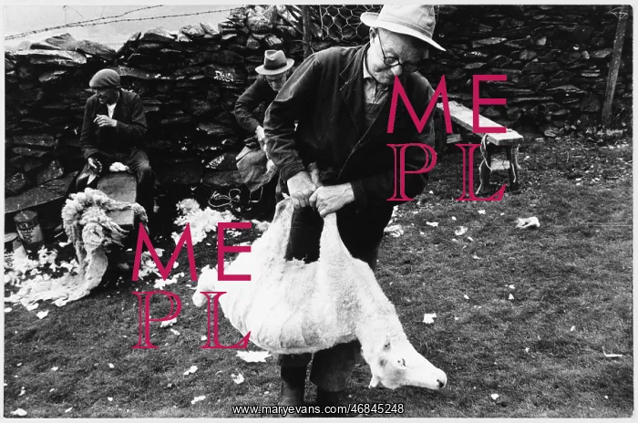 : Sheep shearing, Wales : Sheep shearing, Wales