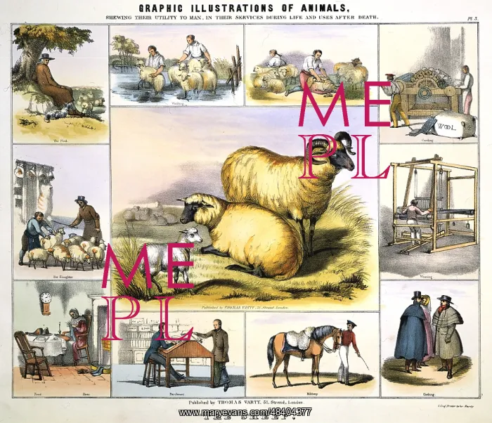 : Sheep: Shepherd and flock; Dipping; Shearing; : Sheep: Shepherd and flock; Dipping; Shearing;