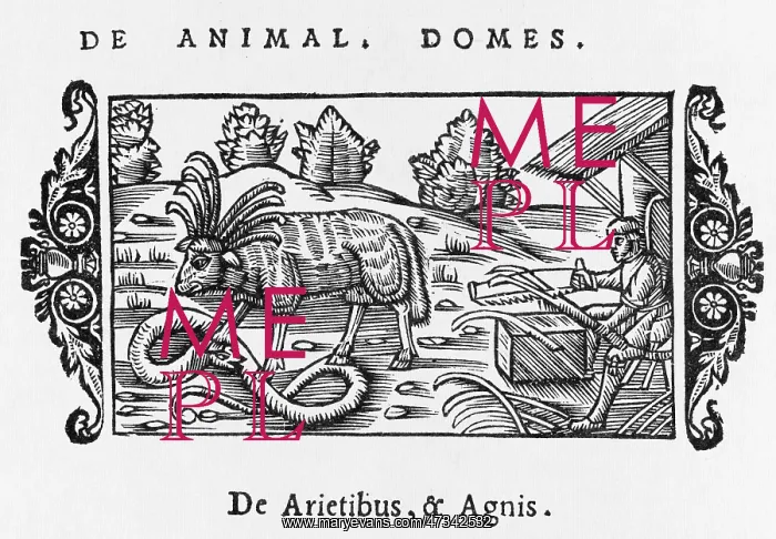 : Sheep, Snake - Man 1555 : Sheep, Snake - Man 1555