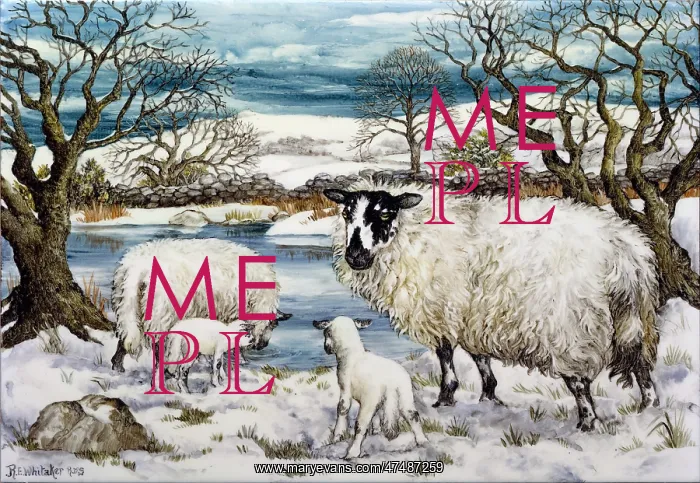 : Sheep in snow by a pond : Sheep in snow by a pond