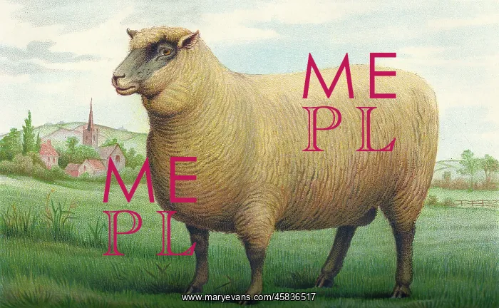  : Sheep - Southdown Wether