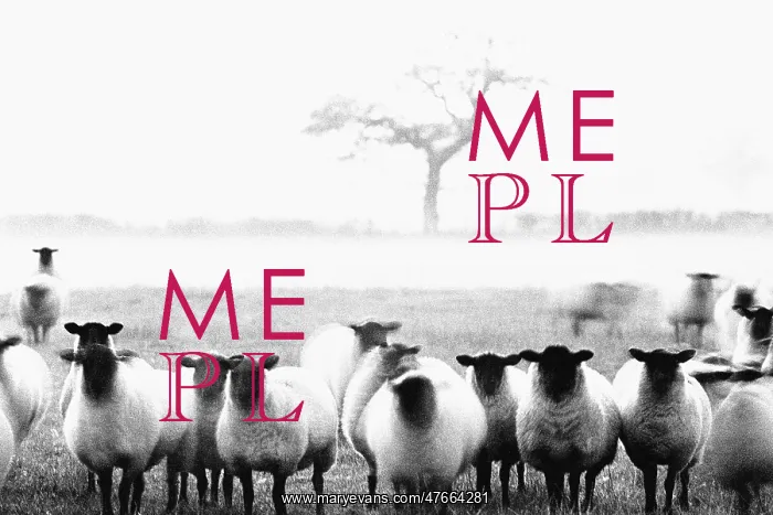 : Sheep in Staffordshire : Sheep in Staffordshire