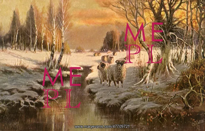  : Sheep at Sunset