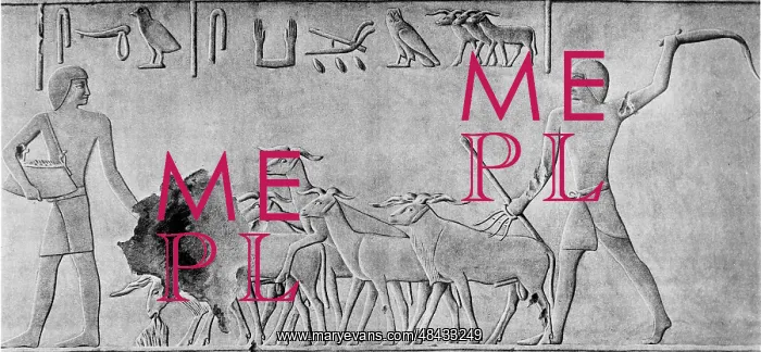 : Sheep treading in seed: man on left is leading : Sheep treading in seed: man on left is leading