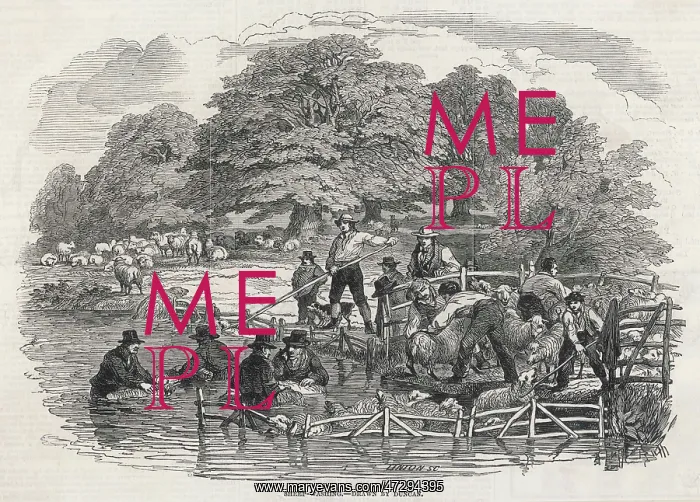 : SHEEP-WASHING 1846 : SHEEP-WASHING 1846