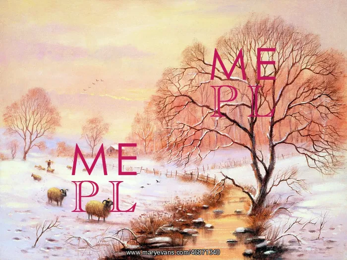 : Sheep in winter landscape : Sheep in winter landscape