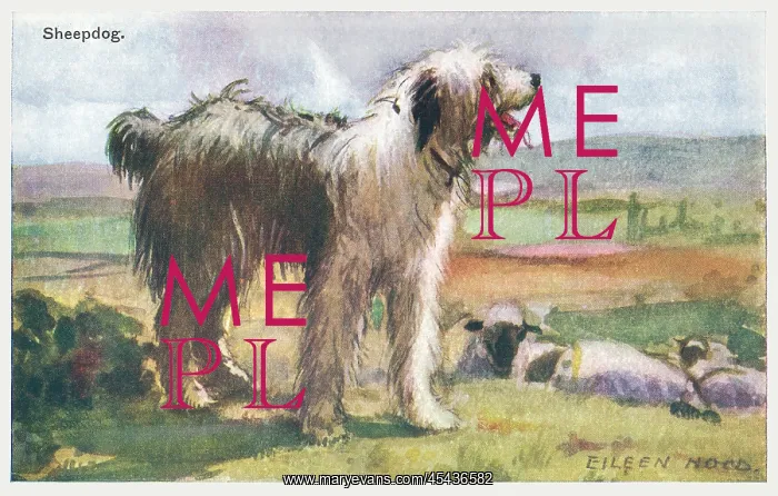 : Sheepdog. Painting of a sheepdog with sheep in a moorland setting. Artist: Eileen Hood : Sheepdog. Painting of a sheepdog with sheep in a moorland setting. Artist: Eileen Hood