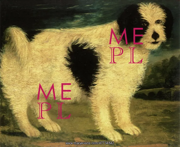  : Sheepdog