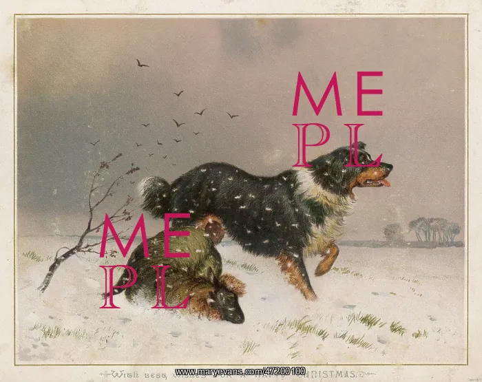  : SHEEPDOG FINDS SHEEP