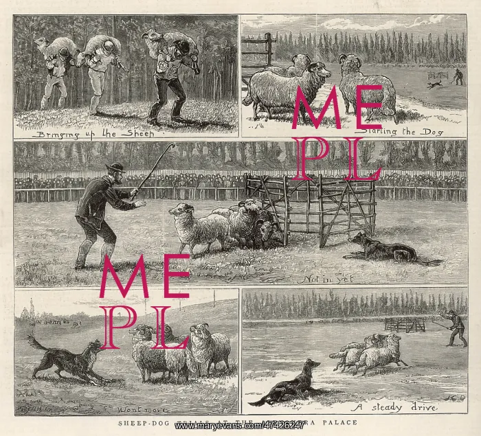 : SHEEPDOG TRIALS : SHEEPDOG TRIALS
