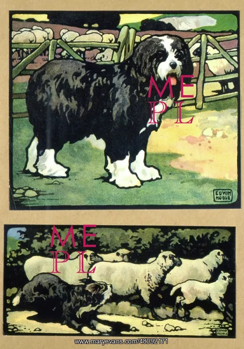  : Sheepdogs and sheep