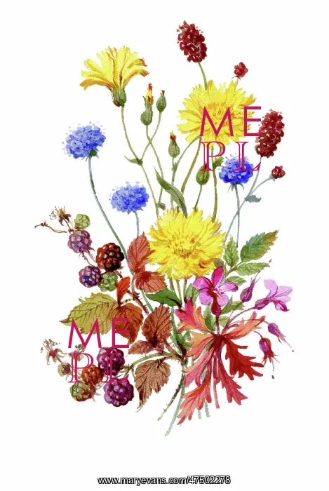 : Sheeps bit scabious, blackberry, herb robert : Sheeps bit scabious, blackberry, herb robert