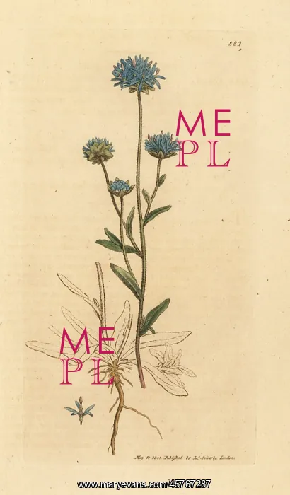 : Sheep's-bit or sheep's scabious, Jasione montana : Sheep's-bit or sheep's scabious, Jasione montana