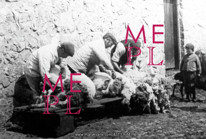  : sheering sheep