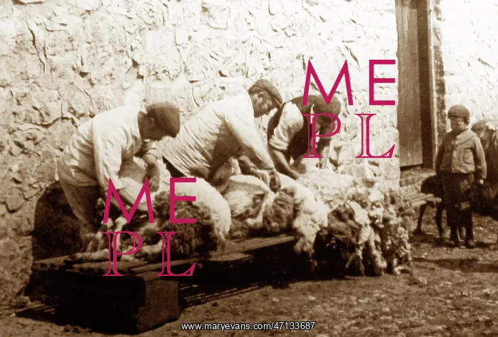  : sheering sheep