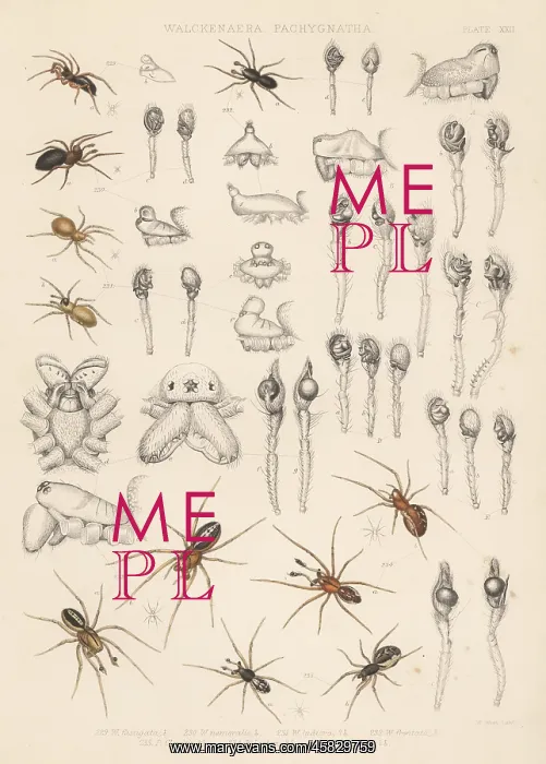 : Sheet weaver, dwarf and long-jawed orbweaver spiders : Sheet weaver, dwarf and long-jawed orbweaver spiders