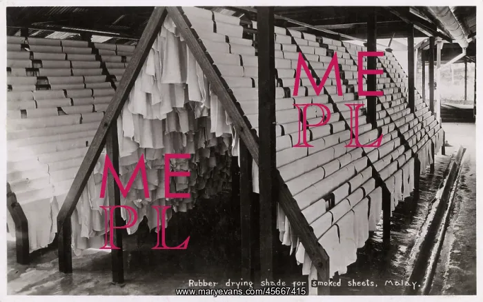  : Sheets of Rubber drying on racks - Malaysia